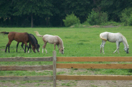 arabian horse farms